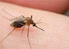 Mydło przeciwko malarii - czy to odkrycie powstrzyma epidemię choroby?