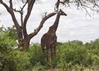 Parki narodowe w Kenii