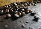 Kopi Luwak - najdroższa kawa świata
