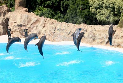 Loro Park na Teneryfie - pokaz delfinów Loro Park na <a href='miejsce,teneryfa,244.html
'>Teneryfie</a> - pokaz delfinów