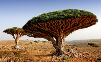 Dracaena cinnabari, czyli smocze drzewo na wyspie Sokotra Dracaena cinnabari, czyli smocze drzewo na wyspie Sokotra