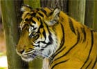 Indie: śmiertelne ofiary tygrysów.