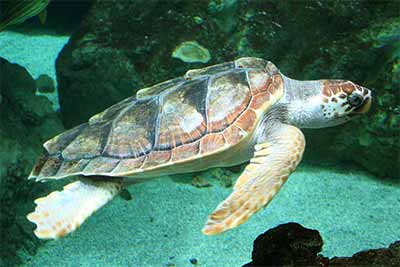 Żółw morski Caretta Caretta. Żółw morski Caretta Caretta.