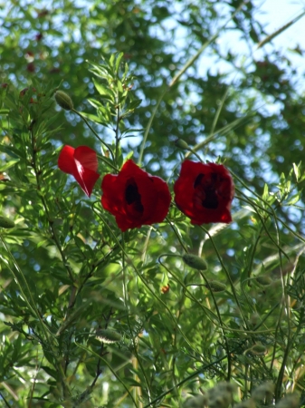 Zdjęcie z Turcji - kwiaty Troi