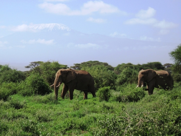 Zdjęcie z Kenii - Kilimandzaro