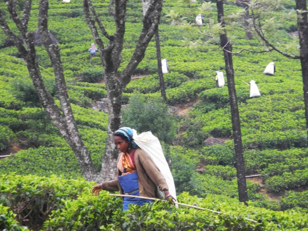 Zdjęcie ze Sri Lanki - herbaciane pola