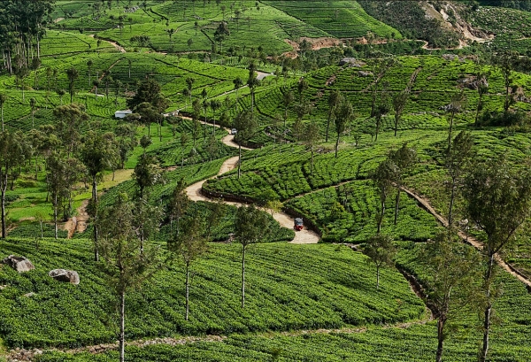 Zdjęcie ze Sri Lanki - herbaciane pola