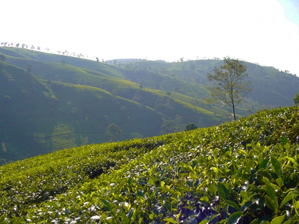 Zdjęcie ze Sri Lanki - rosnie cejlonska herbata