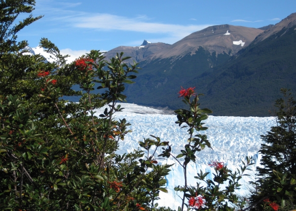 Zdjęcie z Argentyny - Perito Moreno