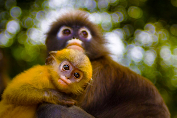 Zdjęcie z Malezji - Malpy Dusky leaf monkey