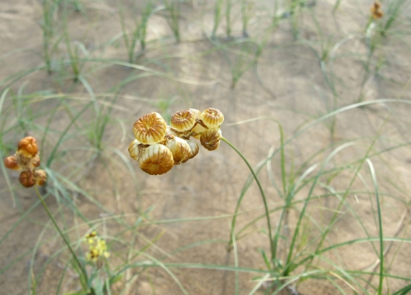 Zdjęcie z Uzbekistanu - kwiaty pustyni