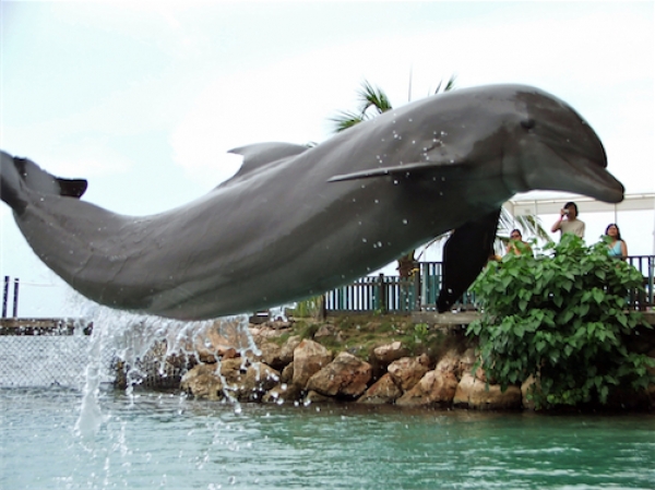 Zdjęcie z Jamajki - Dolphin Cove