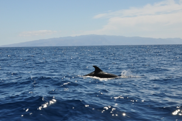 Zdjęcie z Hiszpanii - delfiny