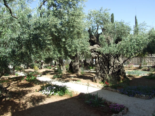 Zdjęcie z Izraelu - Ogród Oliwny