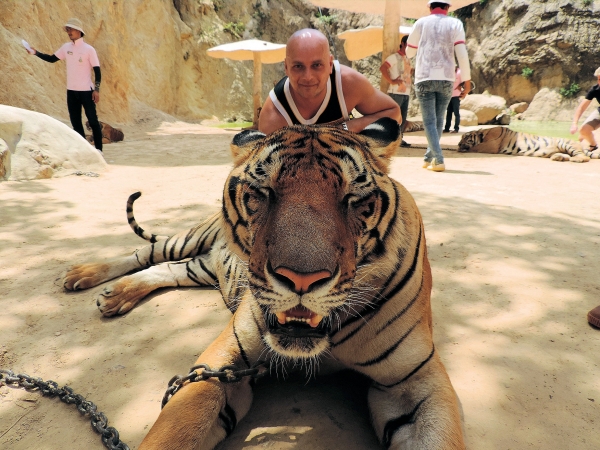 Zdjecie - Tajlandia - Kanchanaburi - Swiątynia tygrysów.