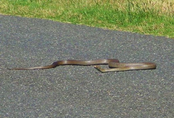 Zdjęcie z Australii - Grozny waz brown snake