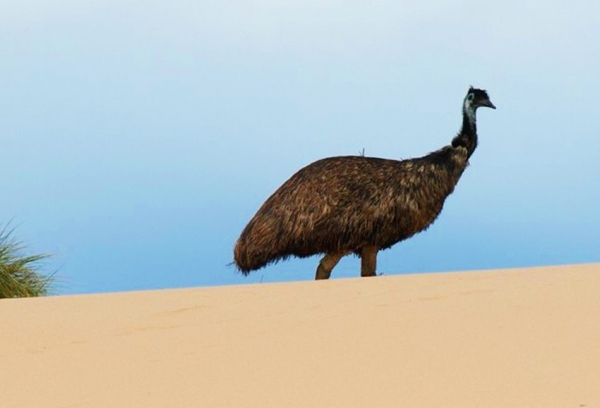 Zdjęcie z Australii - Emu na wydmach Coorong