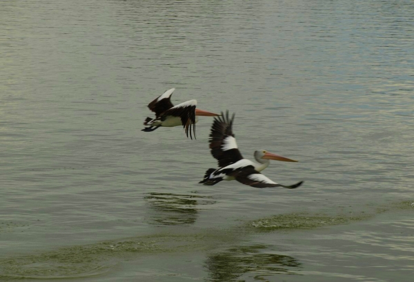 Zdjęcie z Australii - Start pelikanow