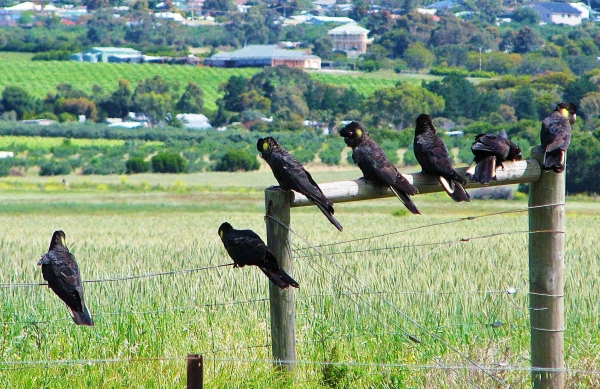 Zdjęcie z Australii - Czarne kakadu (zalobnice)