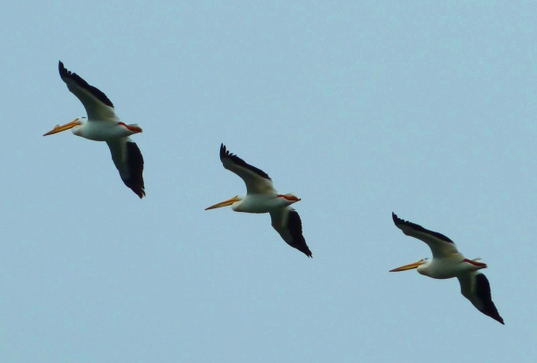 Zdjęcie z Australii - Pelikany nad Coorongiem