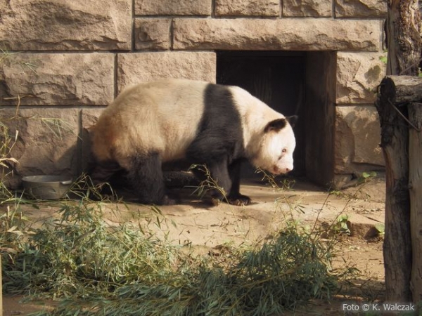 Zdjęcie z Chińskiej Republiki Ludowej - Panda w Pekińskim zoo