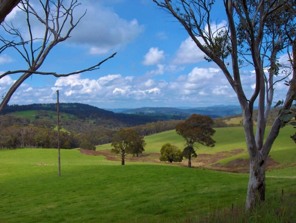 Zdjecie - Australia - Adelaide Hills - zielona zima