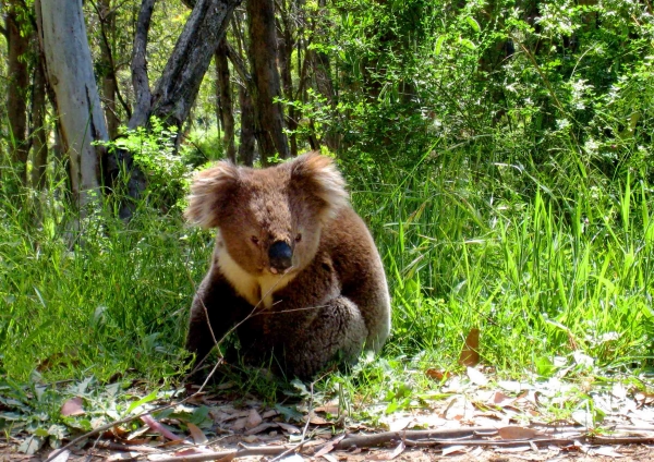 Zdjęcie z Australii - Ten koala prawdopodobnie