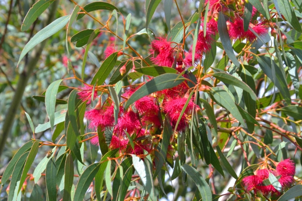 Zdjęcie z Australii - Kwitnacy eukaliptus