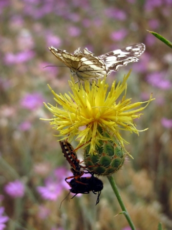Zdjęcie z Macedonii - Flora i fauna Matki.