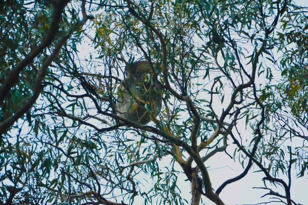 Zdjęcie z Australii - Jedyny koala, ktorego