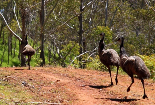Zdjęcie z Australii - Emu - zadki widok