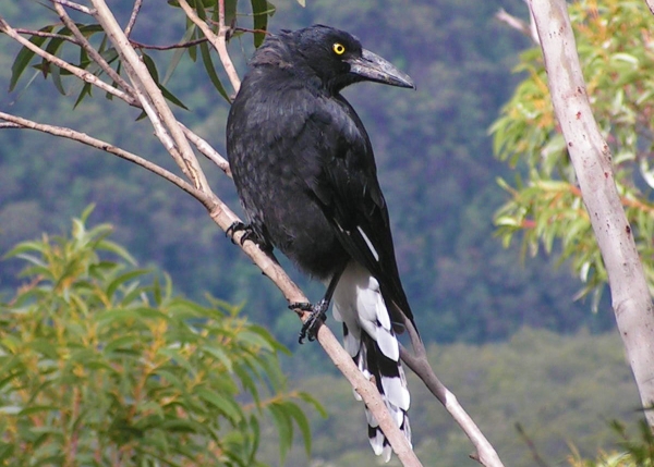 Zdjęcie z Australii - Currawong -  spory ptak 