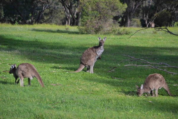 Zdjęcie z Australii - Jest polanka - sa kangury