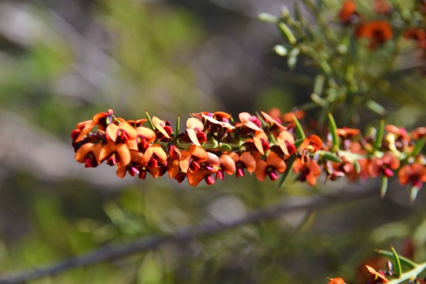 Zdjęcie z Australii - Kwitnie kolczasty krzew