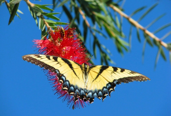 Zdjęcie z Australii - Amator nektaru z kuflika