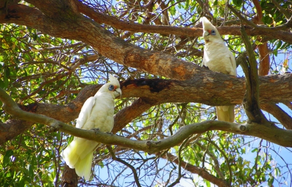 Zdjęcie z Australii - Papugi little corella