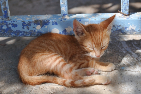 Zdjęcie z Grecji - kreteński kot
