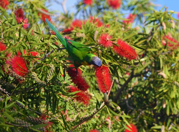 Zdjęcie z Australii - Mniam mniam nektar