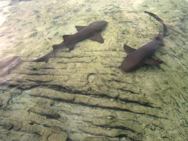 Zdjęcie z Bahamów - Exuma - rekiny