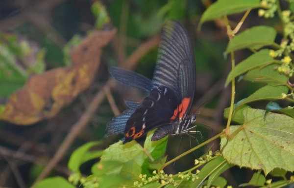 Zdjęcie z Kambodży - Motylek