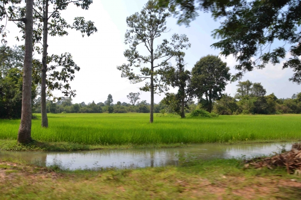 Zdjęcie z Kambodży - Szmaragdowe pola ryzowe