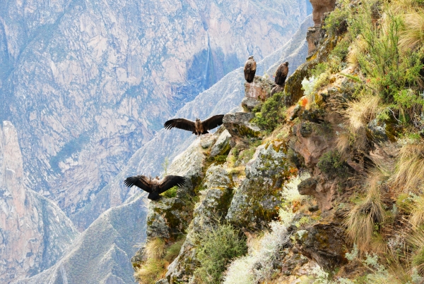 Zdjęcie z Peru - kondory w kanionie Colca