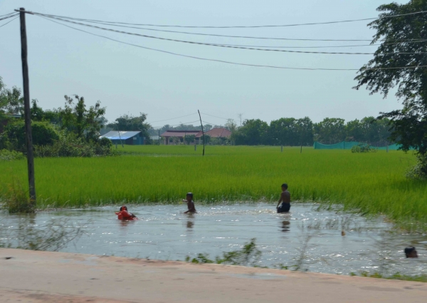 Zdjęcie z Kambodży - Przedmiescia - dzieciaki kapiace sie na polu ryzowym