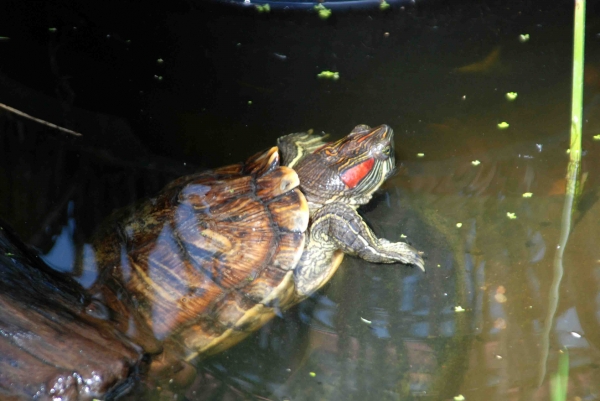 Zdjęcie z Polski - joł żółwik:D