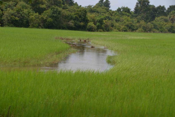 Zdjęcie z Kambodży - Poloa ryzowe