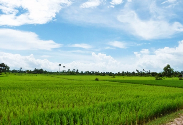 Zdjęcie z Kambodży - Pola ryzowe