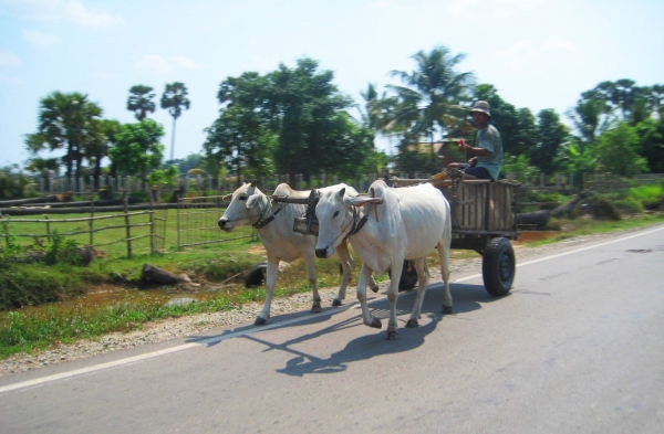Zdjęcie z Kambodży - W drodze do Roluos