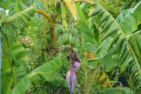 Zdjęcie z Nowej Zelandii - Nawet tam, pomimo chlodnych zim, rosna banany