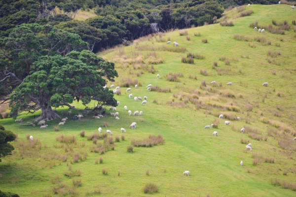 Zdjęcie z Nowej Zelandii - Na wyspie Urupukapuka