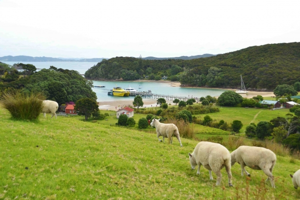 Zdjęcie z Nowej Zelandii - Na wyspie Urupukapuka